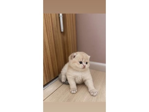 Brıtısh longhair ay11 erkek