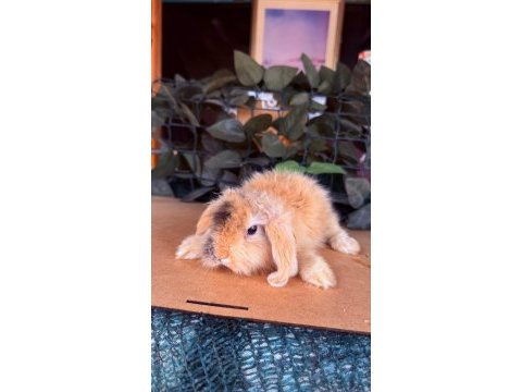 Hollanda lop ve cüce tavşanlar