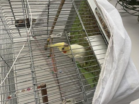Kırmızı göz lutino konuşan erkek sultan papağanı
