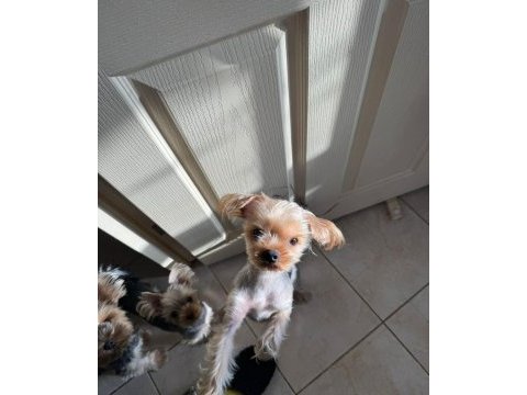 Yorkshire terrier (3 tane) 2 kız 1 erkek yavrumuz