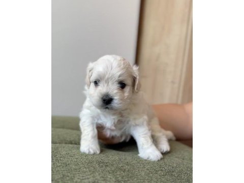 Show kalite küçük boy maltipoo yavrumuz