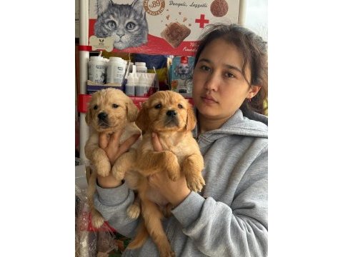 Golden retriever yavrular