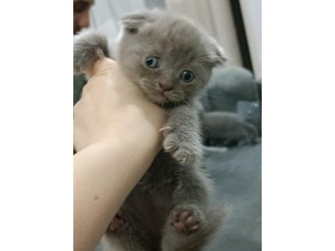 2 aylık dişi güzeller güzeli yavru scottish fold