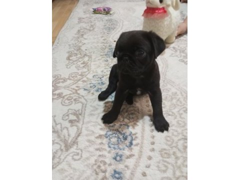 Eğlenceli bebek pug