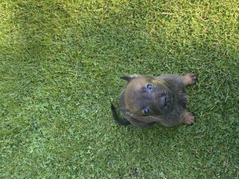 Orijinal malinois yavrular maskeli kalite burada