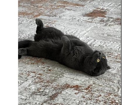 Ücretsiz sahiplendirilecektir 1 yaşında scottish fold