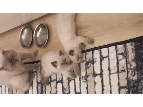 British shorthair blue point disi erkek yavrular