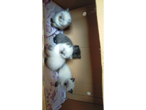 Bluepoint kedilerimiz