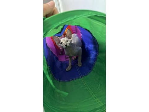 1 dişi ve 1 erkek dünya güzelleri kediler yuvalarını arıyor