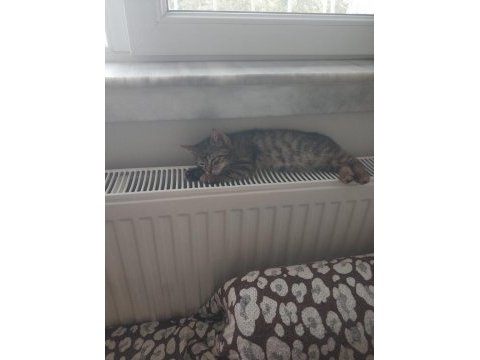 Minik yavru kediye ömürlük yuva (tuvalet eğitimli)