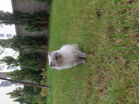 Kısır çipsiz british longhair