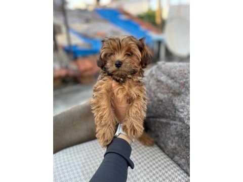 Erkek maltipoo yavrumuz