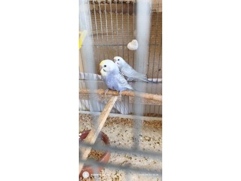 Yeni yeme düşen rainbow muhabbet kuşu yavrular