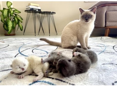 British shorthair yavru kedimiz