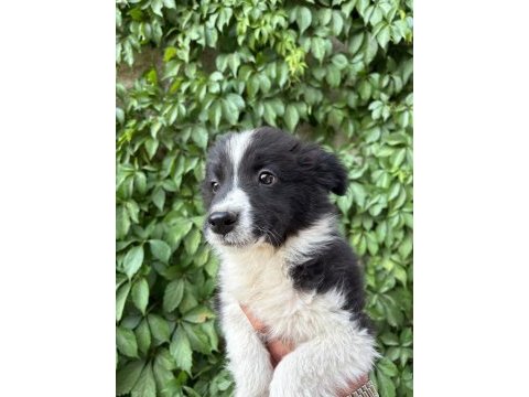 Teslime hazır border collie yavrular