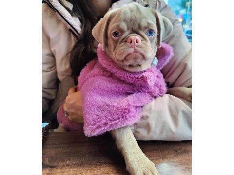 Pink pug dişi yavru
