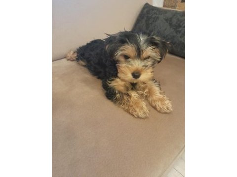 3 aylık dişi oyuncu yorkshire terrier