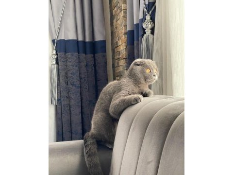 Scottish fold dişi 1,5 yaşında sağlıklı kedimiz