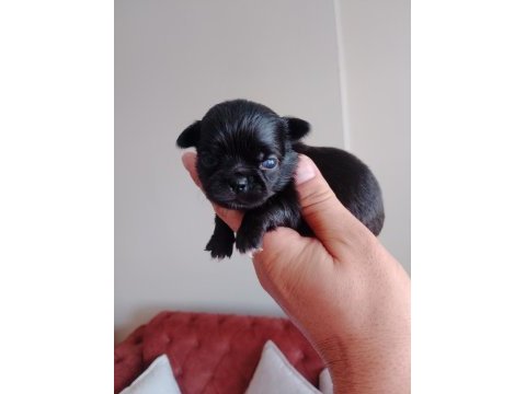 Şivava köpeklerimiz yeni yuvalarını arıyorlar