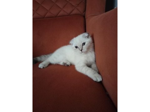 Kırık kulak dişi kedimiz yeni sahibini bekliyor