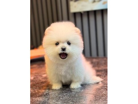 Karbeyaz dişi pomeranian boo