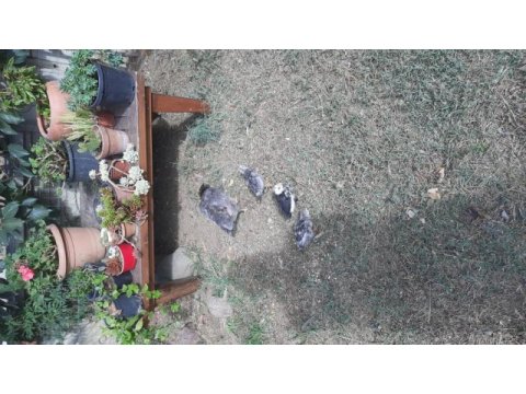 Ispec hint kırması tavuk ve 3 civcivi