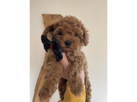 Şirin surat minik boy toy poodle yavrular