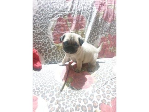 Gül kuyruk sıfır burun pug