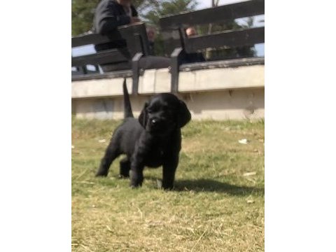 İngiliz cocker erkek bebeğim izmir güzelyalı