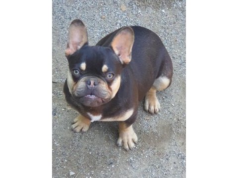Show kalitede lilacandtan chocotan french bulldog yavruları