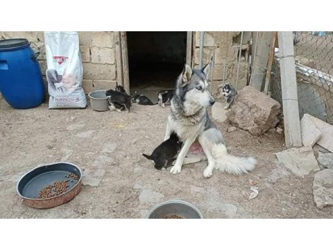 Maskeli mavi gözlü safkan husky yavrular