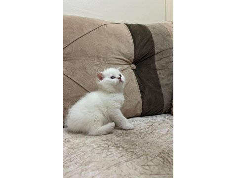 Safkan british shorthair açıklamayı okuyun lütfen