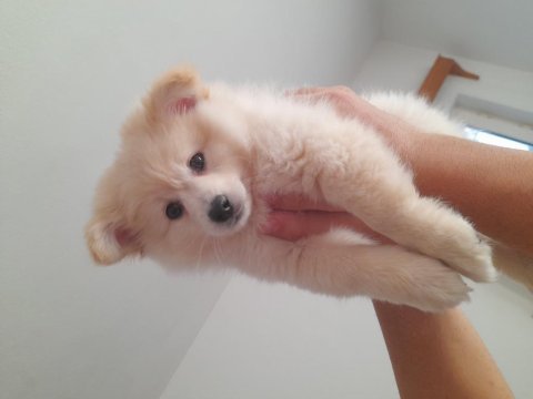 Pomeranian boo 2 aylık