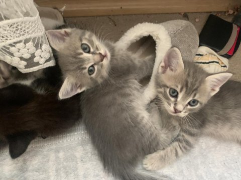 Kedilere ücretsiz yuva arıyorum
