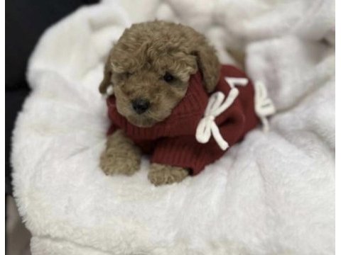 Toy poodle yavruları