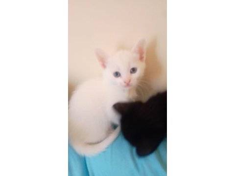 Anne van kedisi baba ingiliz kedisi 2 siyah 1 veya yavru