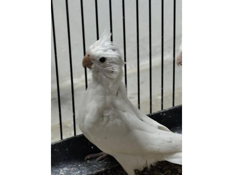 Yavru sultan papağanı çift