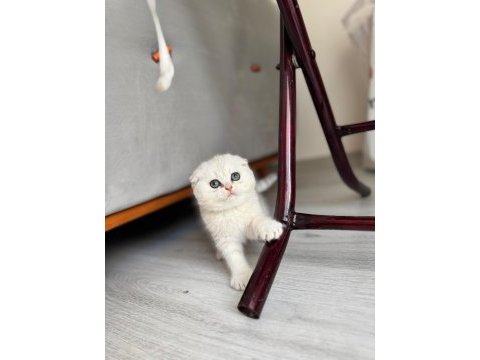 Kendi kedimizin yavruları