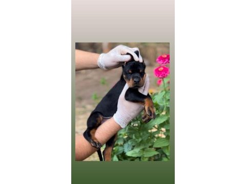 Fcı kıf secereli doberman yavruları