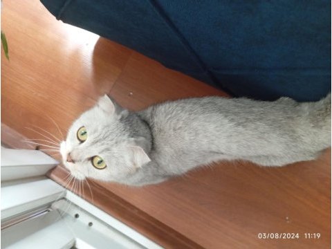 Çok güzel scottish fold kızımız için yuva arıyoruz