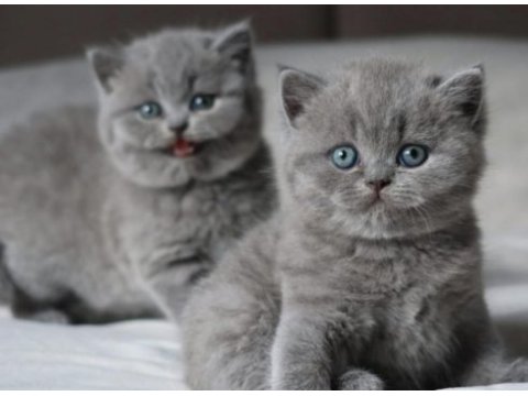 Tombul kedimiz gri british shorthair 