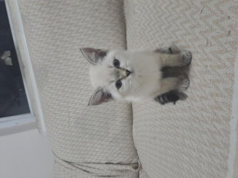 Minik british shorthair