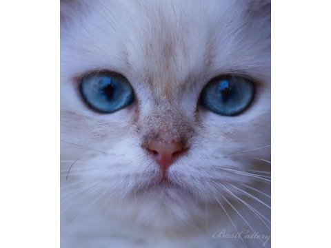 British longhair dişi