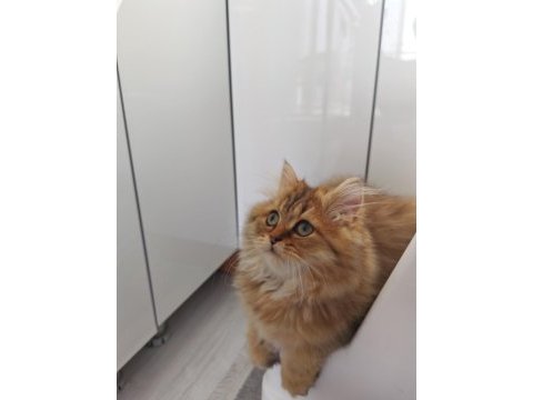 Çok sevecen golden black british longhair 4 aylık yavru