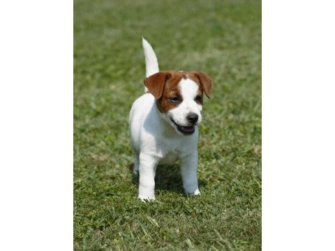 Fcı-kıf şecereli sağlıklı ve safkan kısa tüylü köpeğimiz