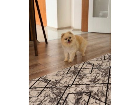 Bir yaşında teacup teddy bear uysal eğitimli dişi pomeranian