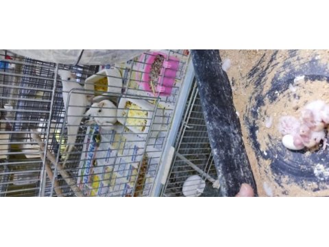 Yavru muhabbet kuşları