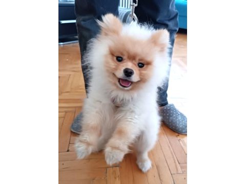 11 aylık erkek pomeranian