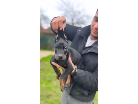 Üst kalite erkek doberman yavrularımız