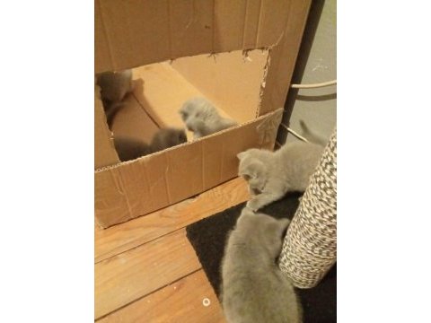 British shorthair dişi ve erkek yavru